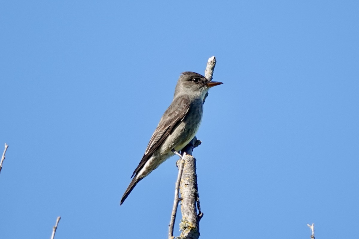 Olive-sided Flycatcher - Bob Greenleaf