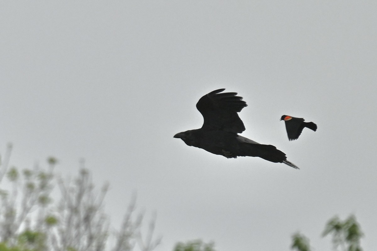 Common Raven - france dallaire