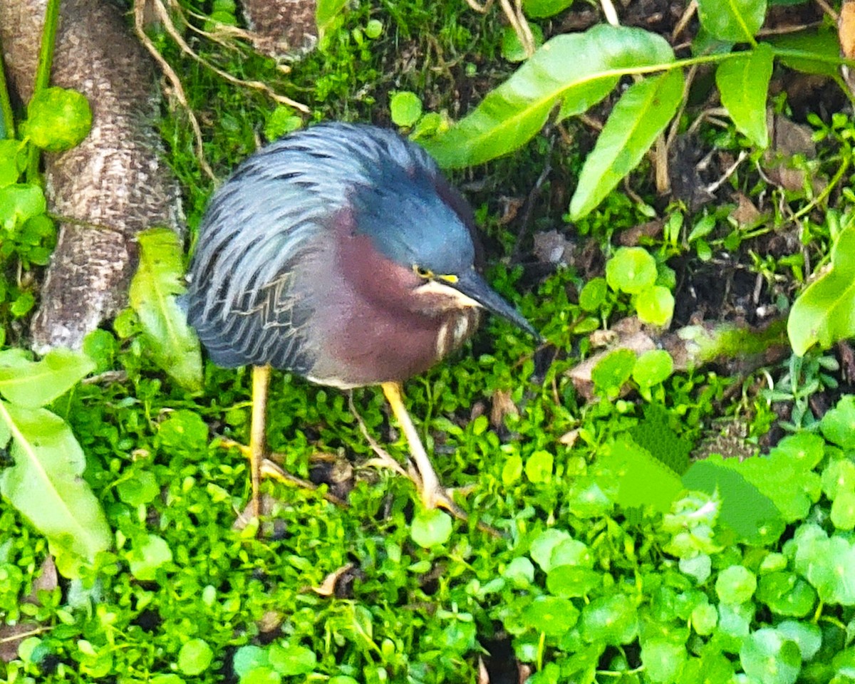 Green Heron - ML619417408