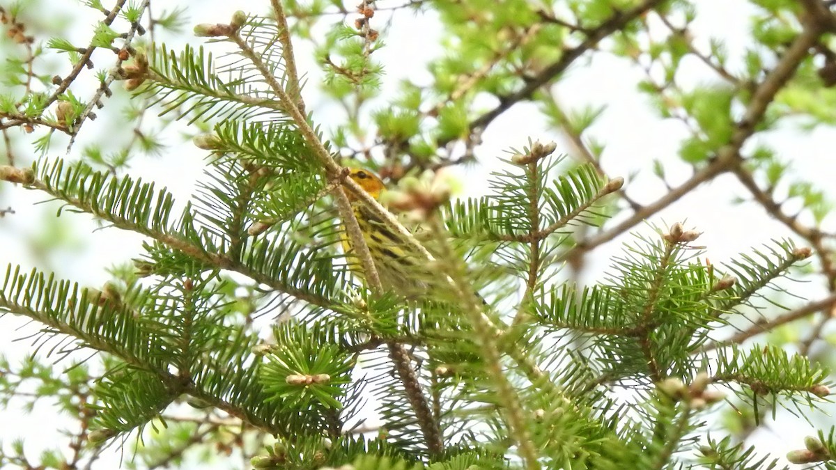 Cape May Warbler - Rob Speirs