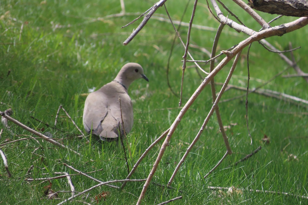 Eurasian Collared-Dove - David Brinkman