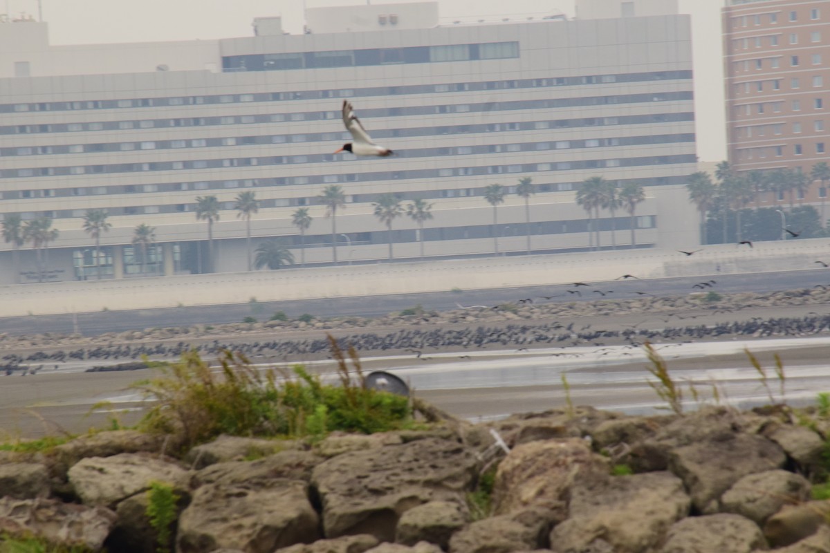 Eurasian Oystercatcher - Eddie Sebastian