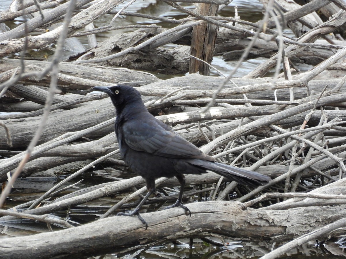 Great-tailed Grackle - Sharon Dewart-Hansen