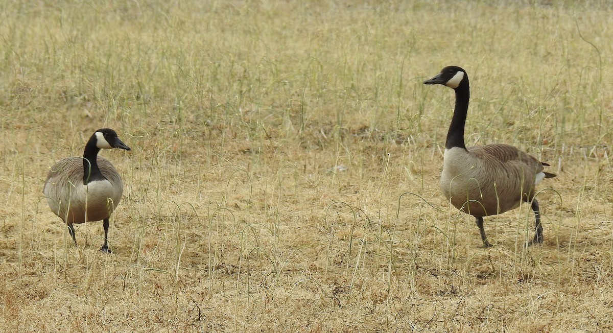 Canada Goose - Harry Colestock