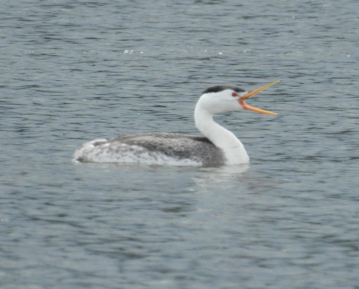 Clark's Grebe - Brent Murphy