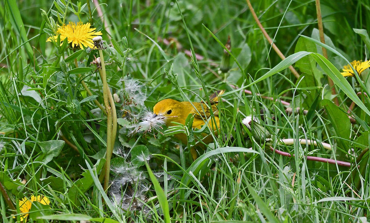 Yellow Warbler - Tom Long