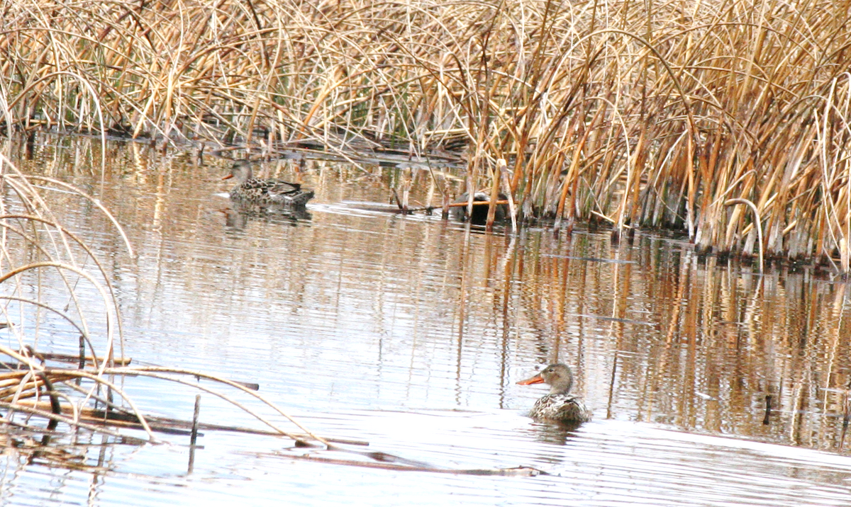 Mallard - Muriel & Jennifer Mueller