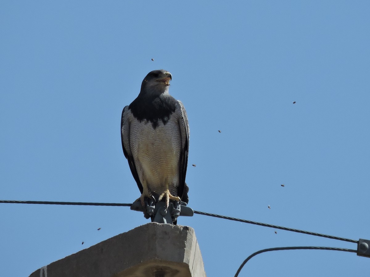 Black-chested Buzzard-Eagle - Más Aves