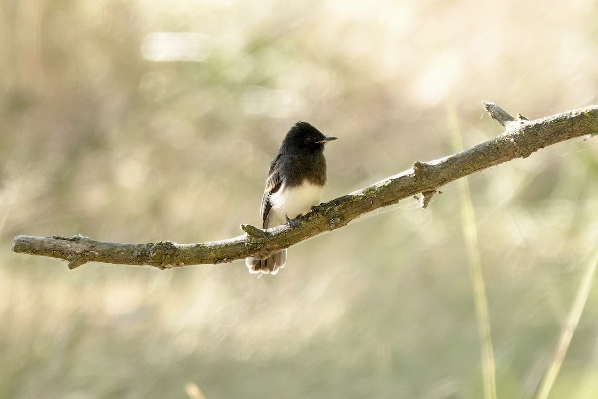 Black Phoebe - Bob Greenleaf