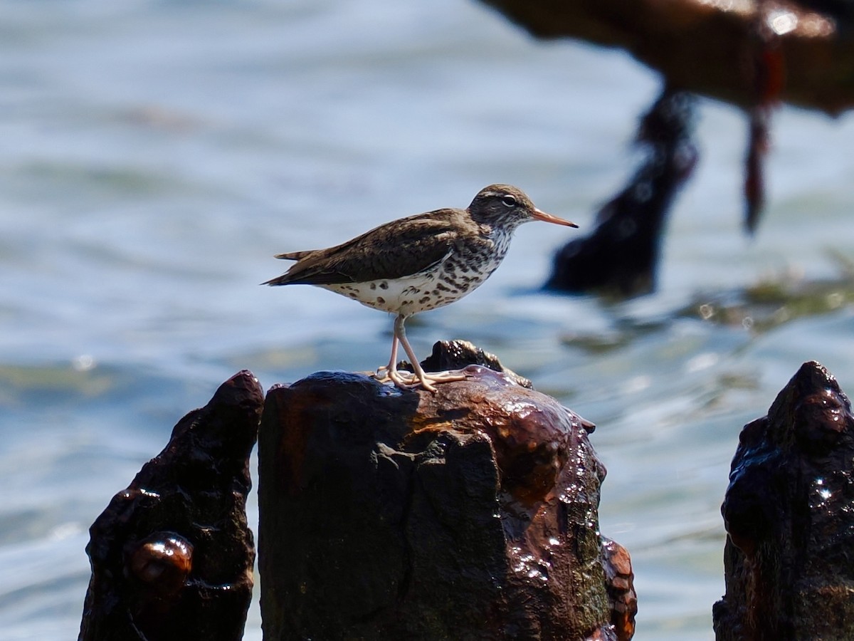 Spotted Sandpiper - Robert Rackliffe