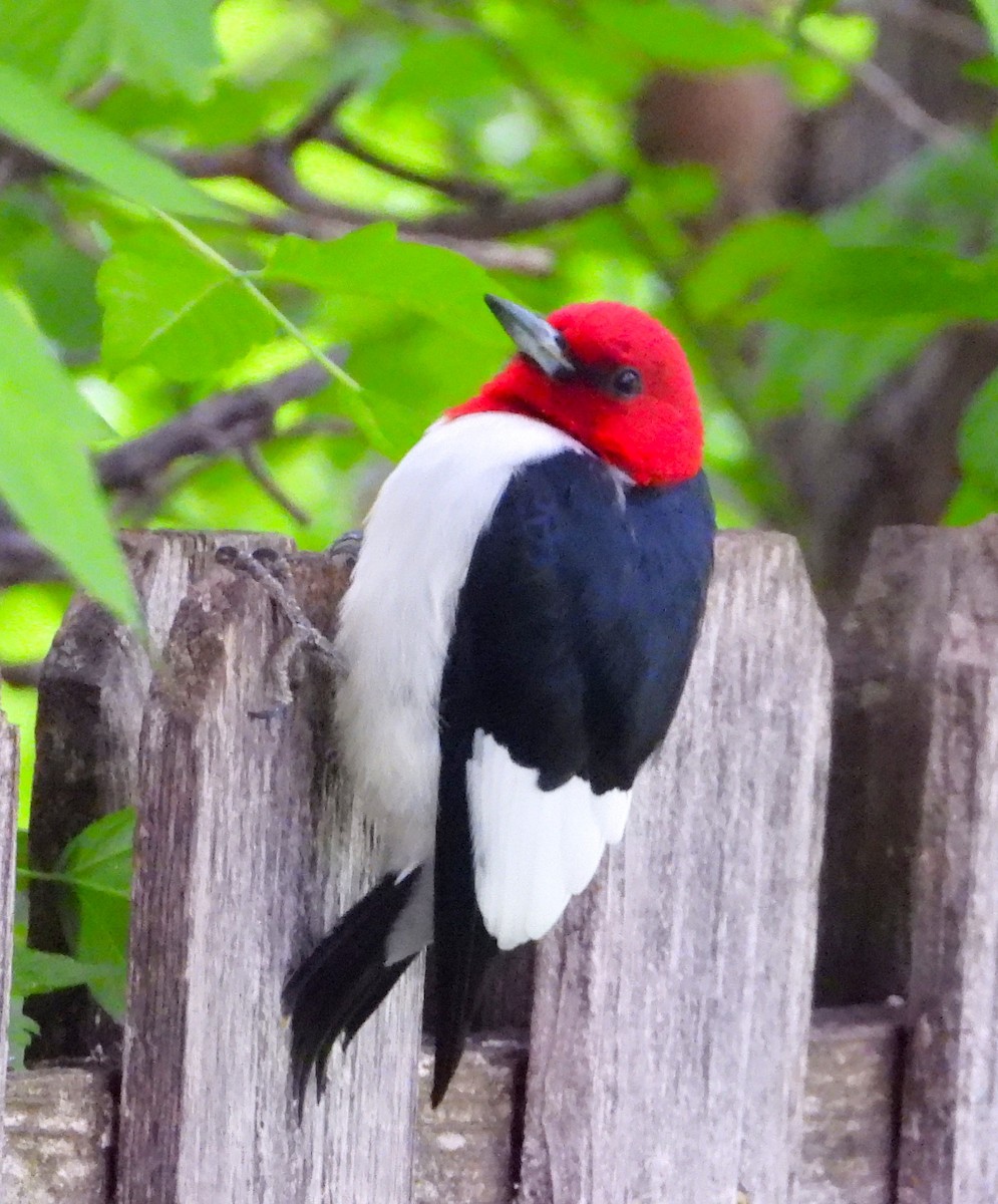 Red-headed Woodpecker - Les Gunderson