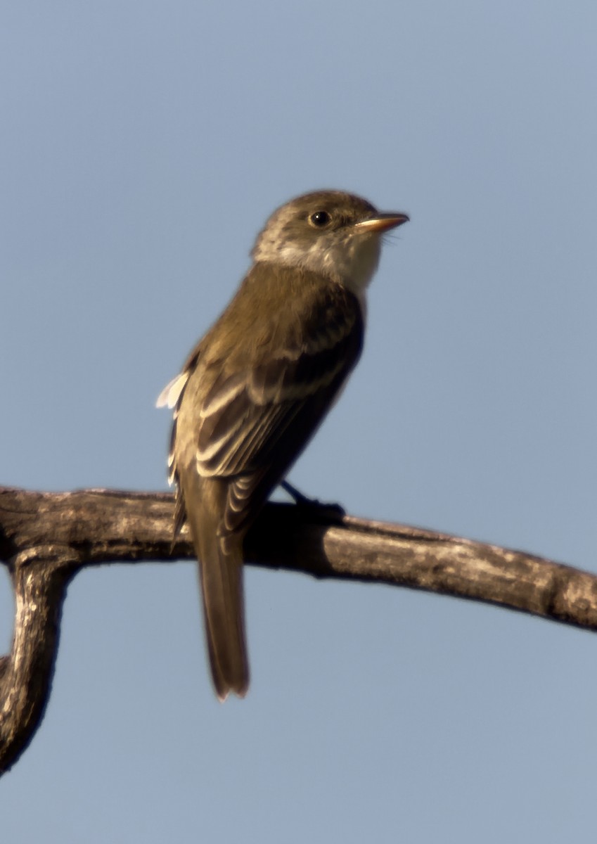 Willow Flycatcher - Jeff Bouton