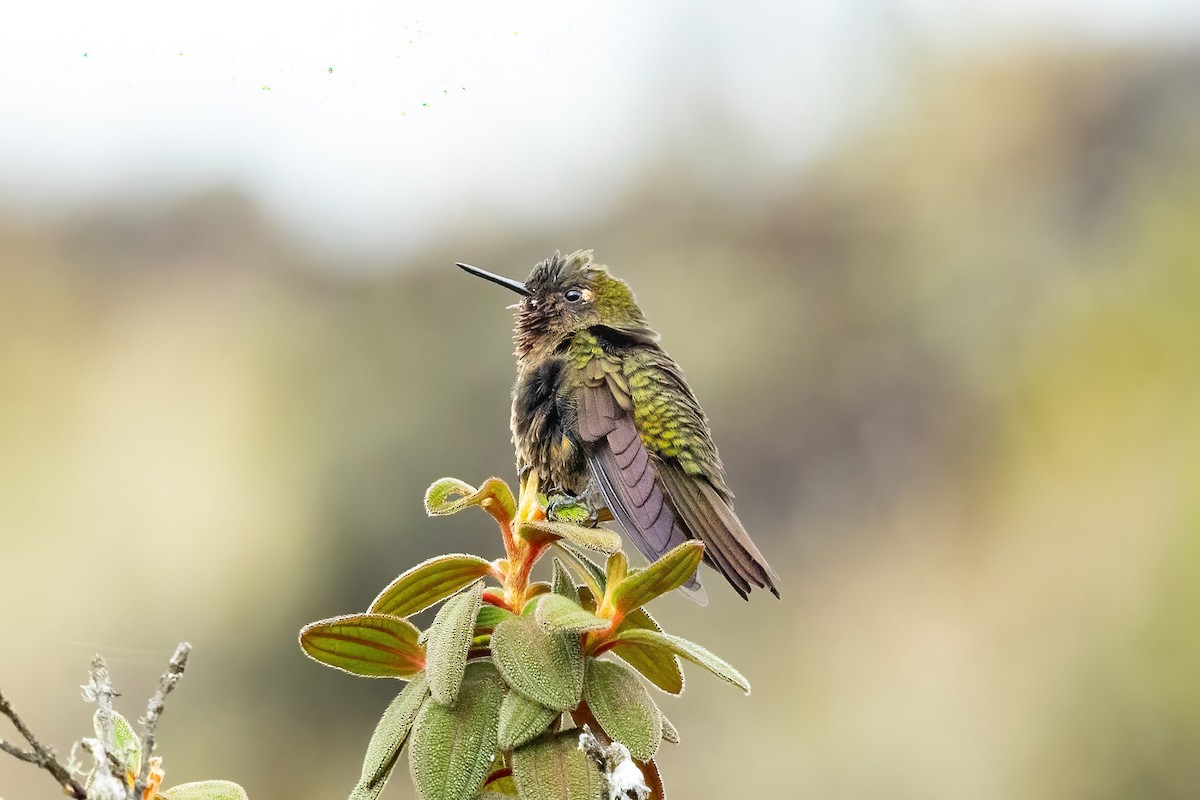 Neblina Metaltail - ML619417466