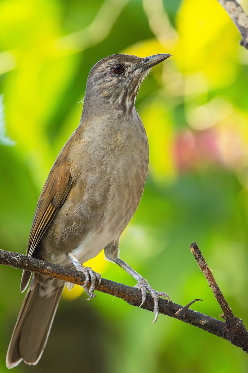 Pale-breasted Thrush - Gabriel Bonfa