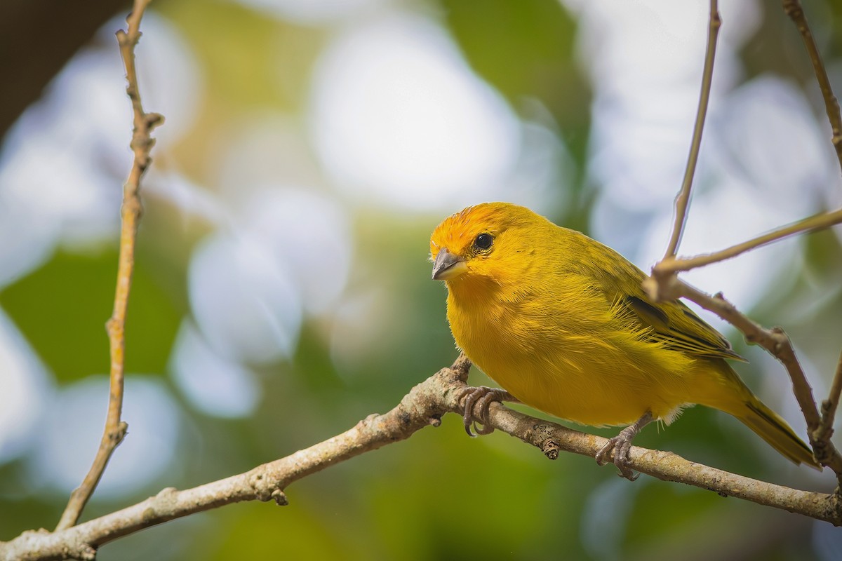 Saffron Finch - ML619417479