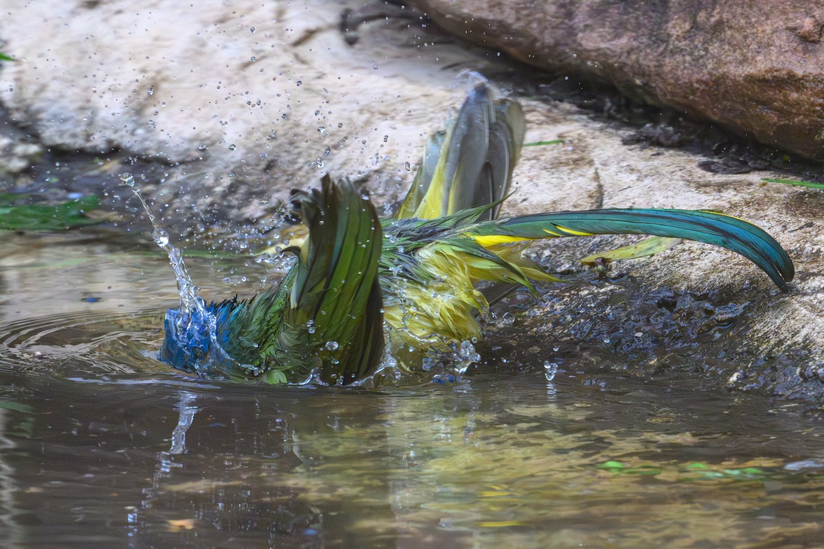 Green Jay - Patti Koger