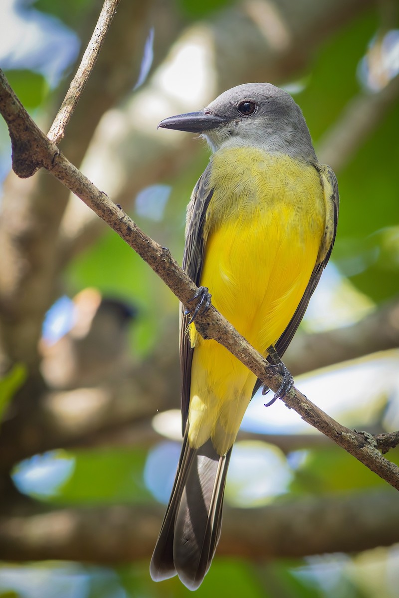 Tropical Kingbird - Gabriel Bonfa