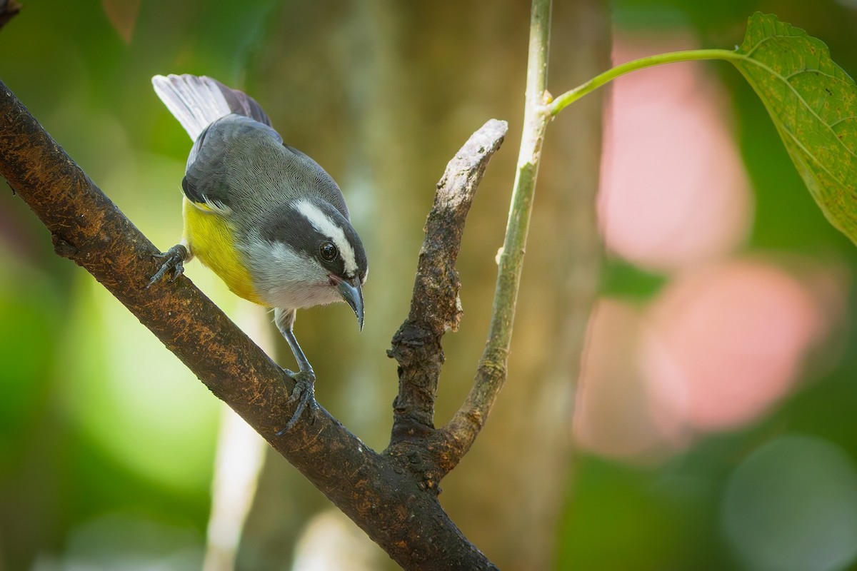 Bananaquit - Gabriel Bonfa