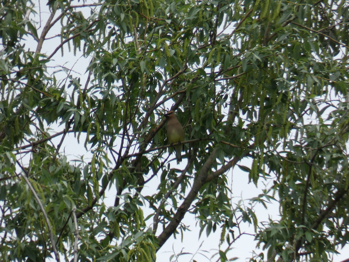 Cedar Waxwing - ML619417500