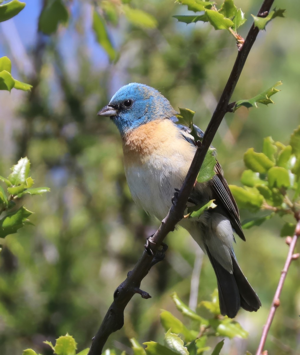 Lazuli Bunting - David Ekdahl