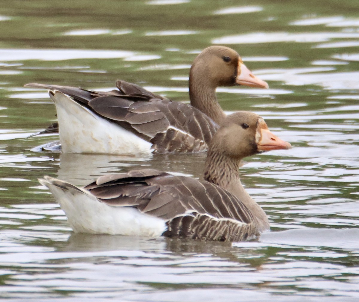 Greater White-fronted Goose - Kathryn Deetz 🦢