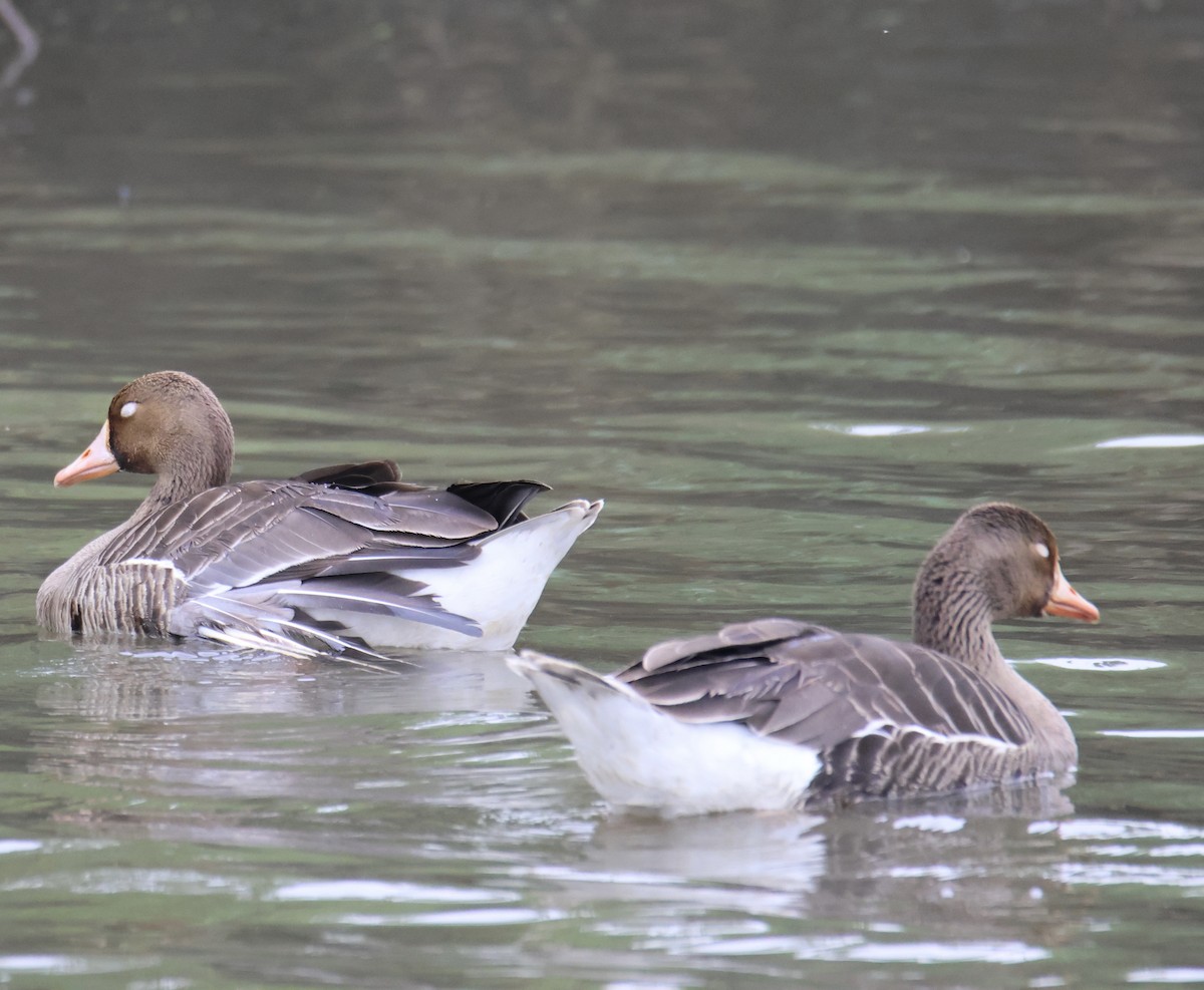 Greater White-fronted Goose - Kathryn Deetz 🦢