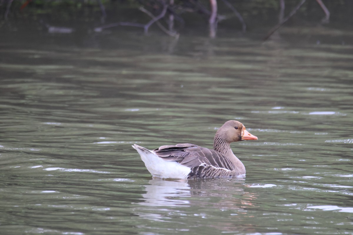 Greater White-fronted Goose - Kathryn Deetz 🦢
