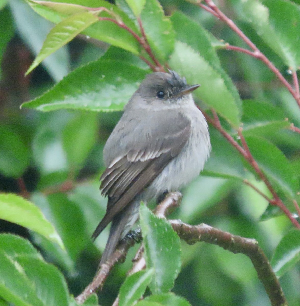 Western Wood-Pewee - Pamela  Myers