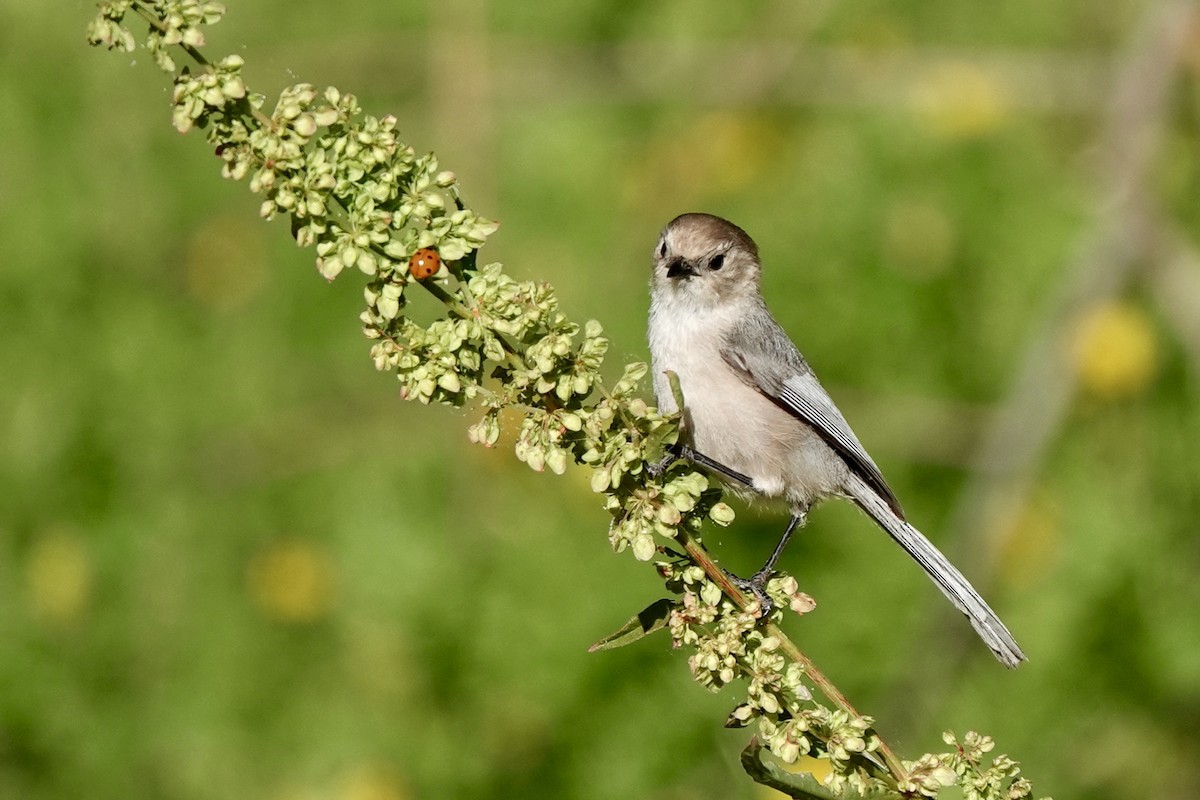 Bushtit - Bob Greenleaf