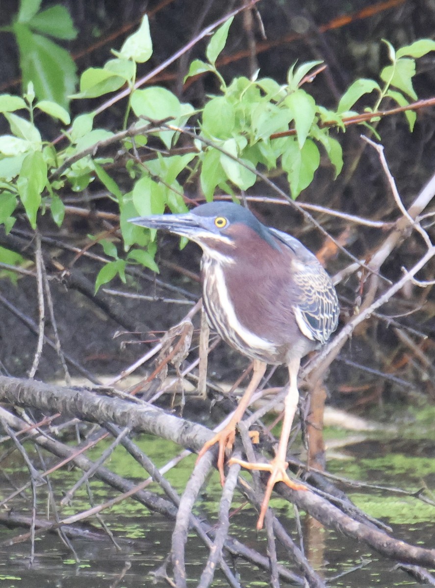 Green Heron - Kathryn Deetz 🦢