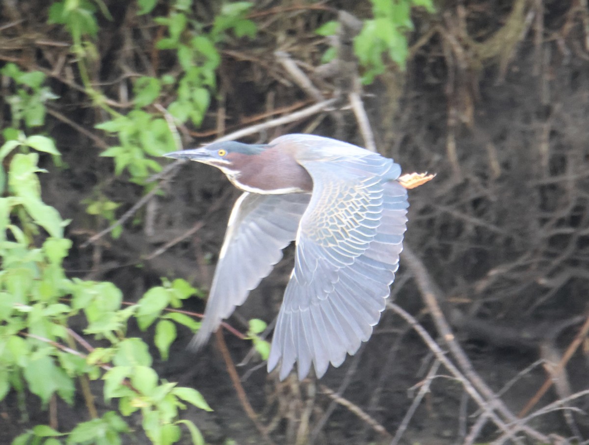 Green Heron - Kathryn Deetz 🦢