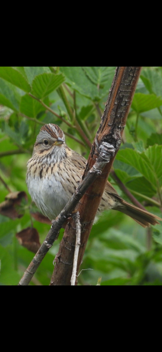 Lincoln's Sparrow - ML619417544