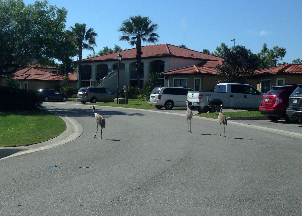 Sandhill Crane - William Clark