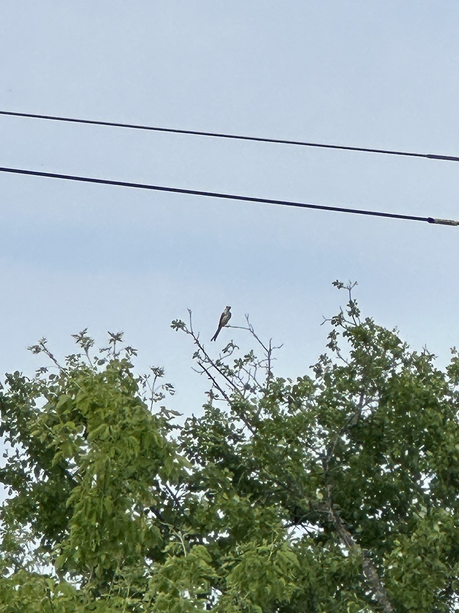 Scissor-tailed Flycatcher - Bradley S.