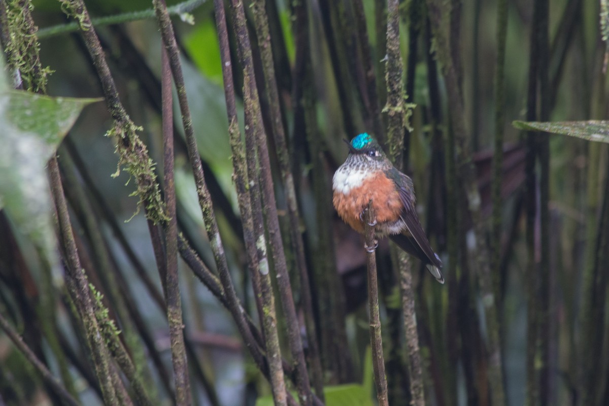 Violet-tailed Sylph - Nancy Davis