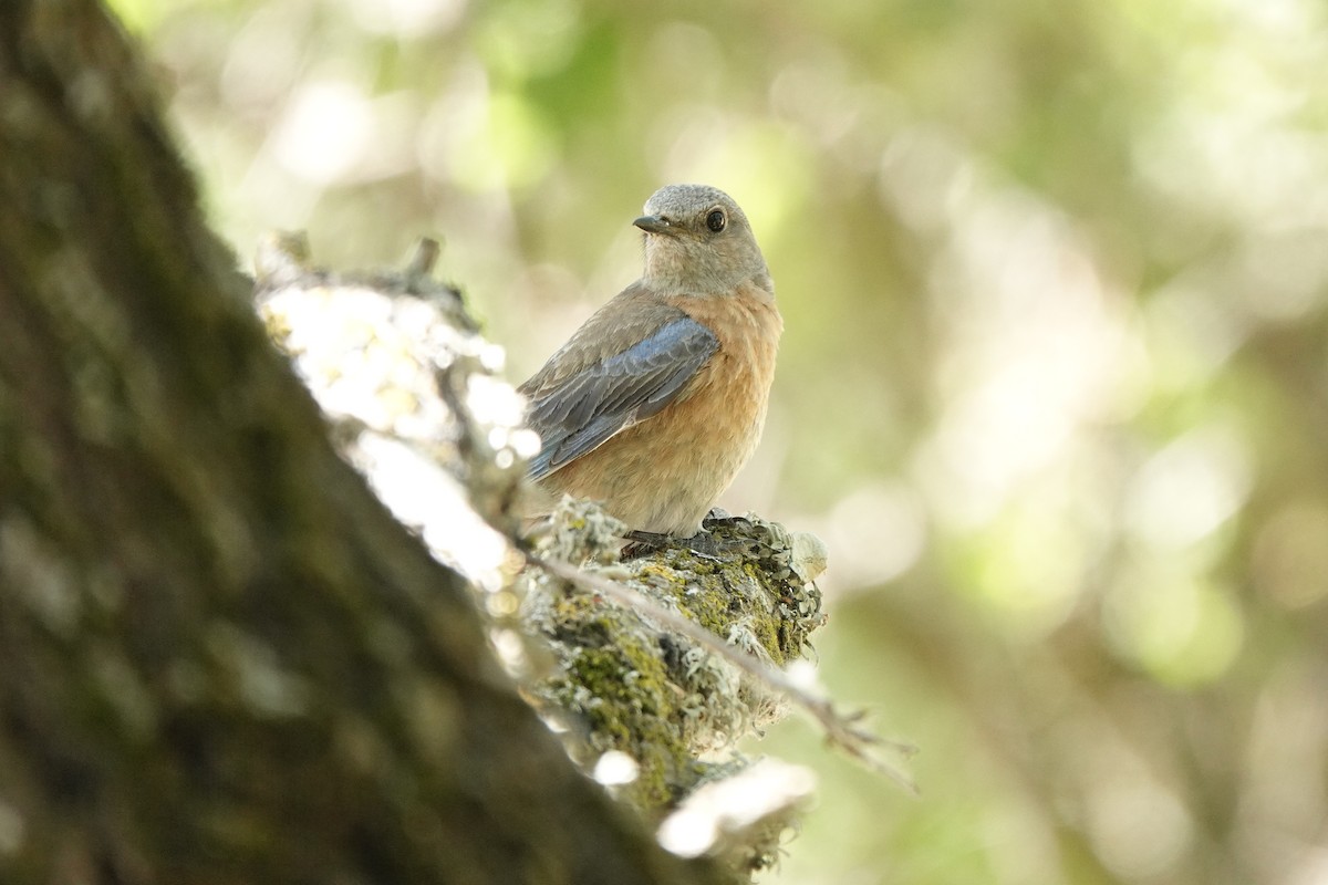 Western Bluebird - Bob Greenleaf