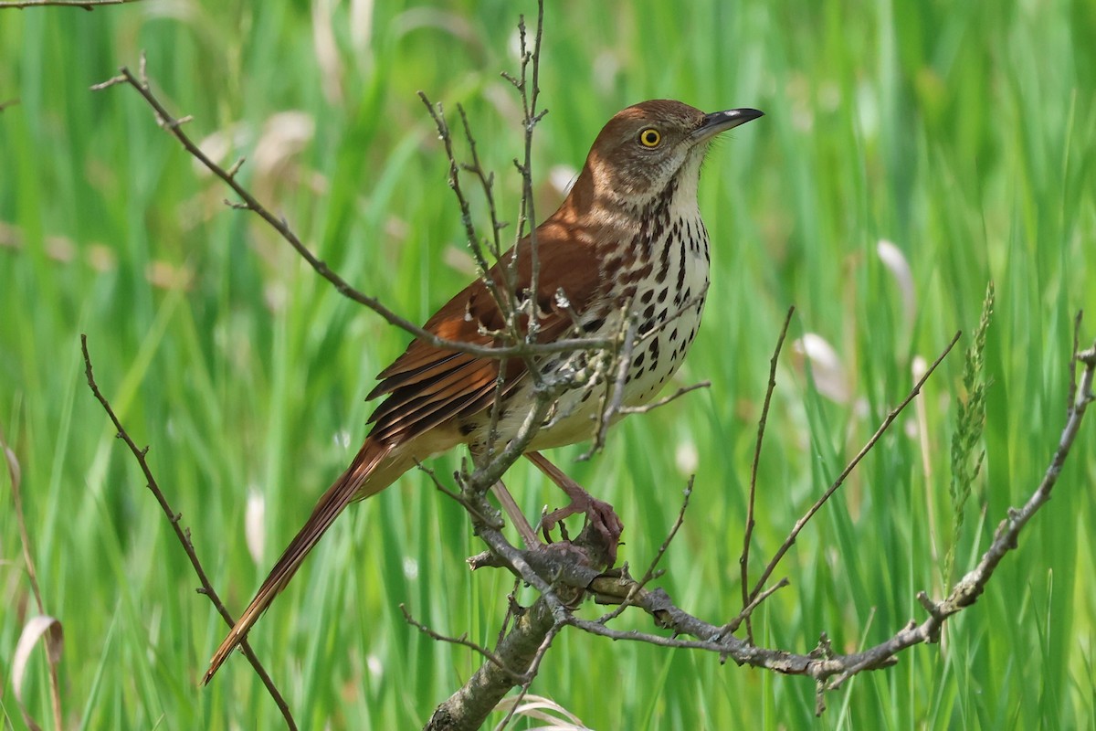 Brown Thrasher - Cathy Brown