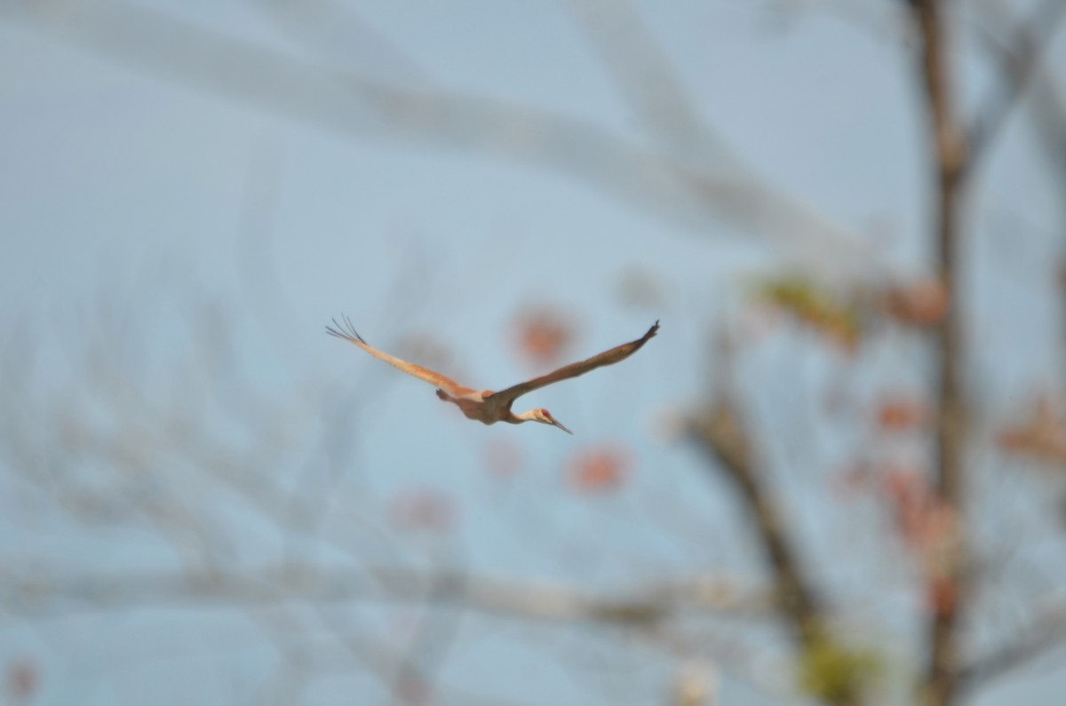 Sandhill Crane - Richard Garrigus