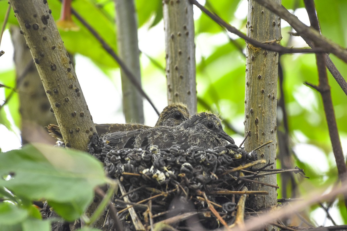 Maroon-chested Ground Dove - ML619417572