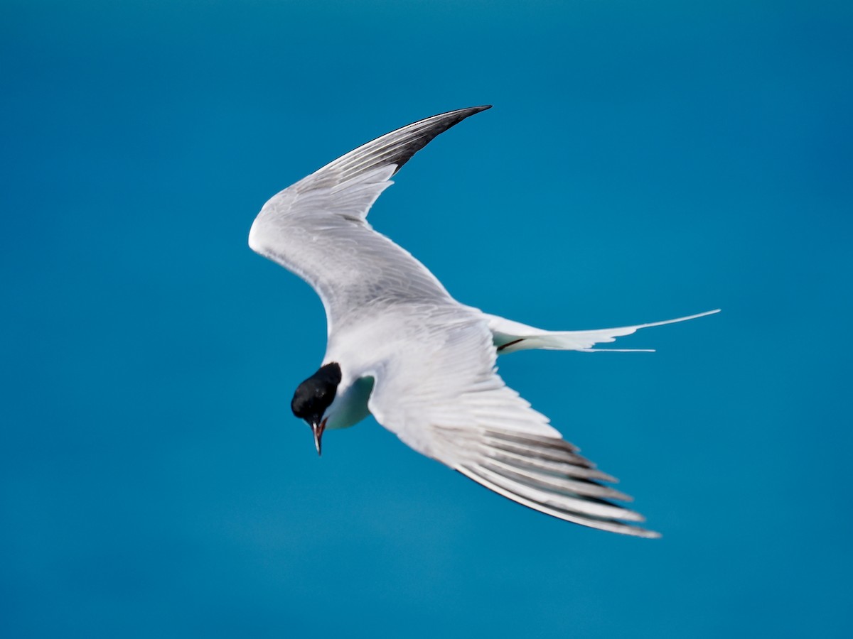 Roseate Tern - Robert Rackliffe