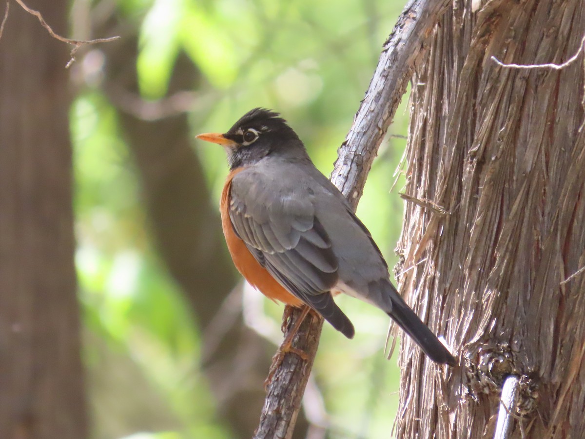 American Robin - Carol Comeau