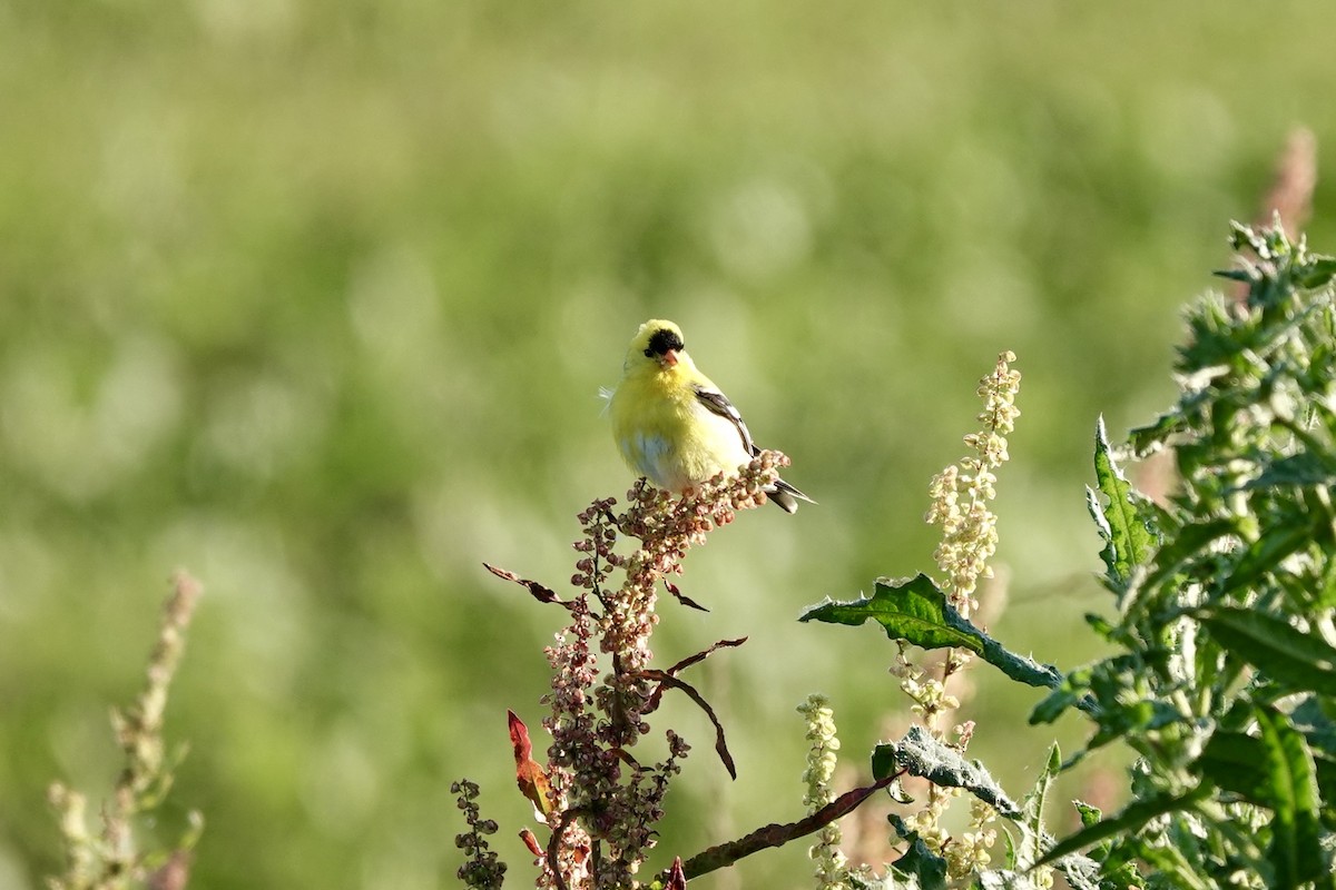 American Goldfinch - Bob Greenleaf