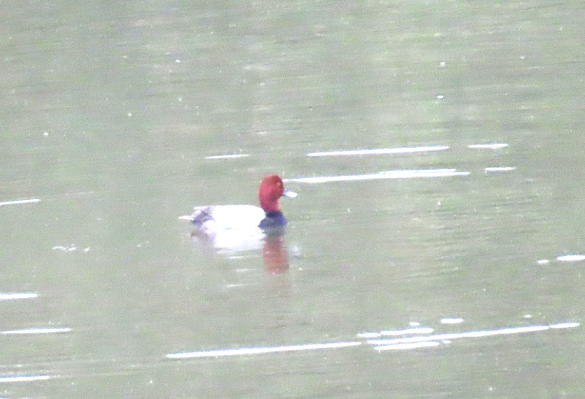 Fuligule à tête rouge - ML619417583