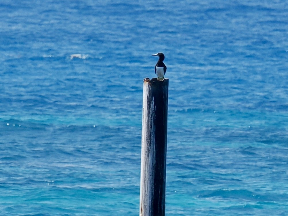 Brown Booby - Robert Rackliffe