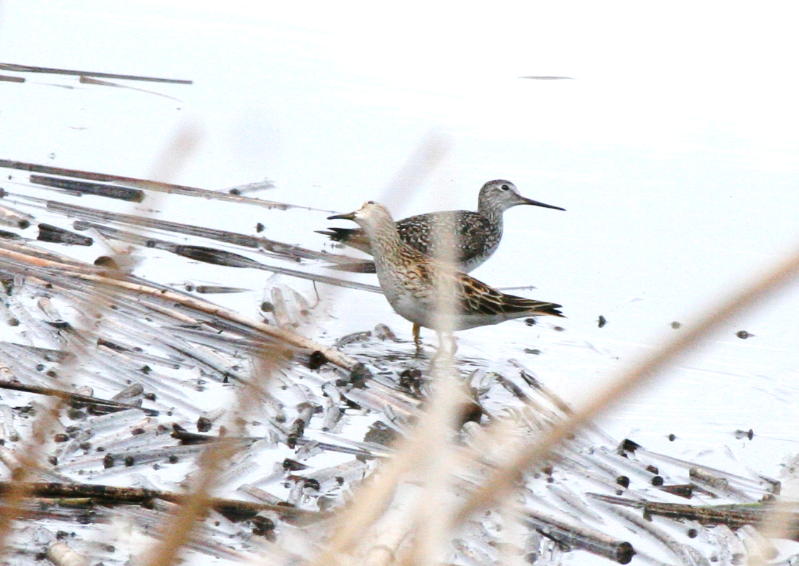 Greater Yellowlegs - Muriel & Jennifer Mueller