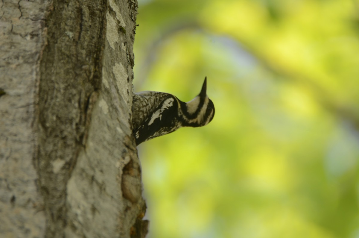 Yellow-bellied Sapsucker - ML619417608