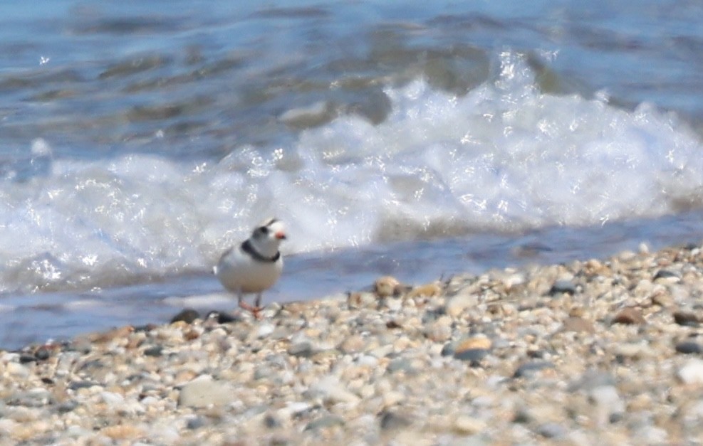 Piping Plover - burton balkind