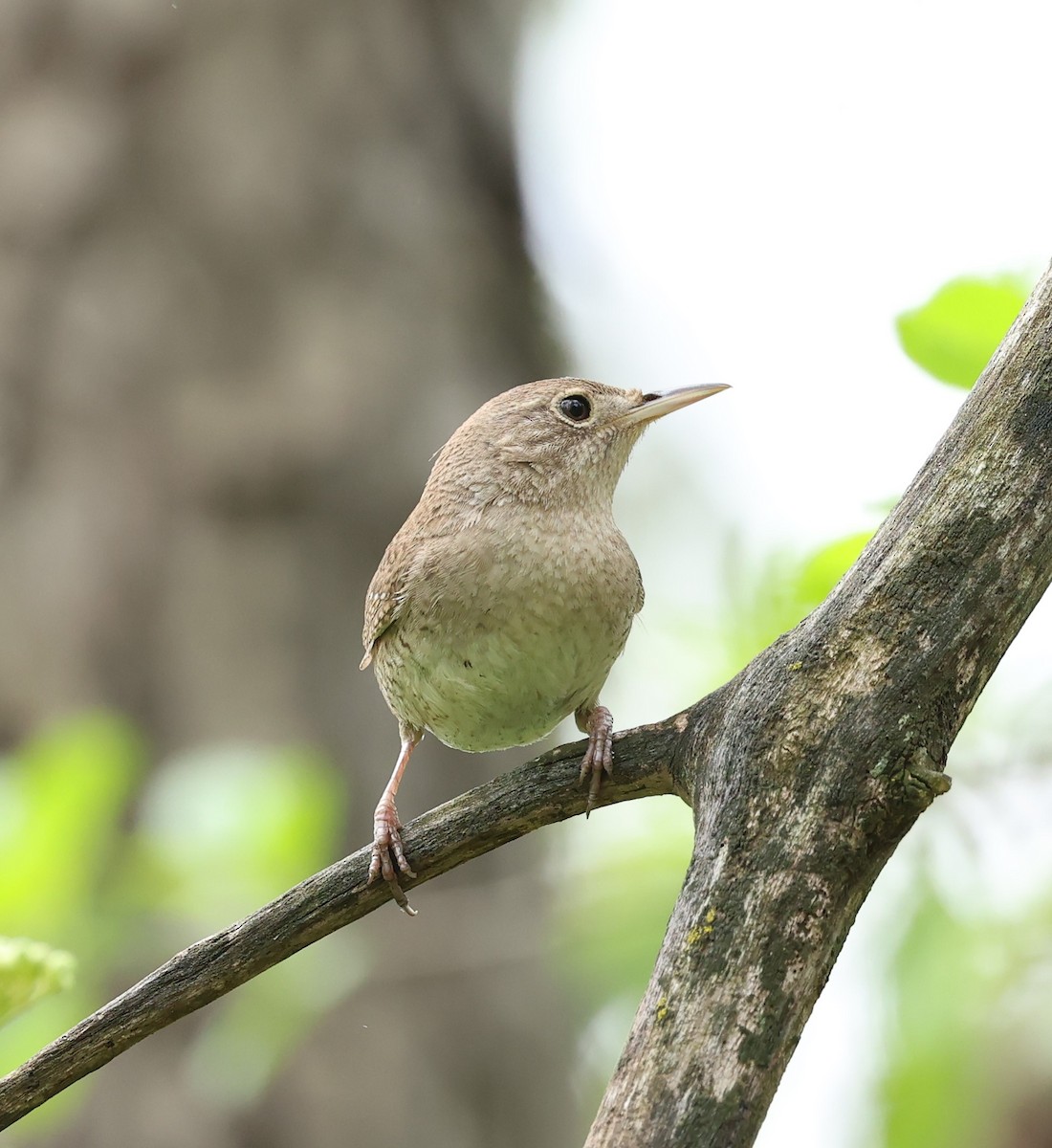 House Wren - Marie Provost