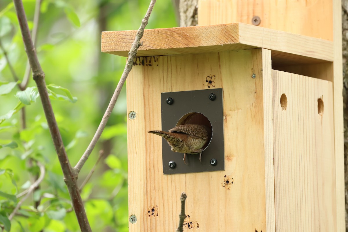 House Wren - ML619417618