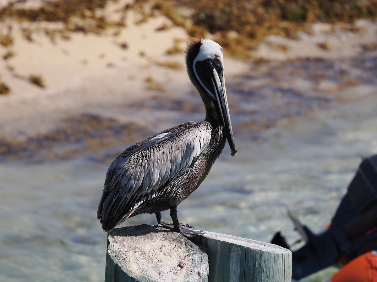 Brown Pelican (Atlantic) - Robert Rackliffe